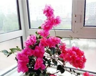 “3种花”漂亮又好养,一年能开300多天,一不小心成花海,美!