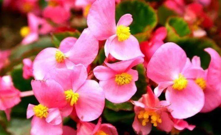 适合阳台养护的几种花卉，新手也能养爆盆，阳台开成小花园