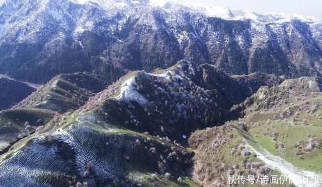 伊犁阿吾赞沟的野杏花