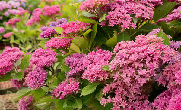 3种花人见人爱,种植容易,一年三季开花,观赏价值高,值得拥有
