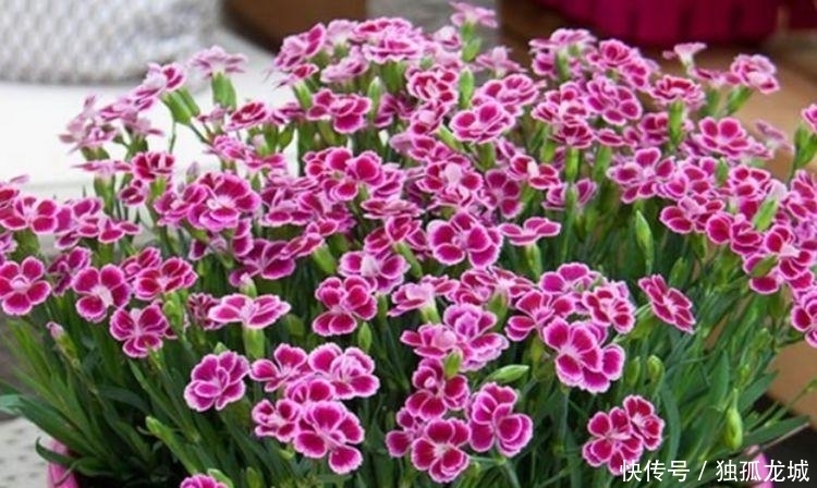 最有仙气的4种花,迷人的花朵,好养又漂亮,一开就是300多天