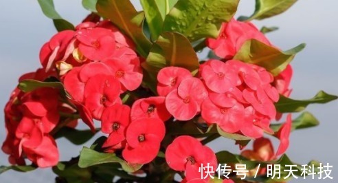 八种开花植物，好看还好养，养在家中，花开爆满阳台，好看极了！