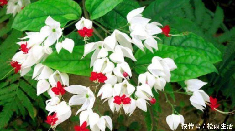 优雅|自带香味的几款花卉,家里摆1盆,比香水还好闻,优雅清新