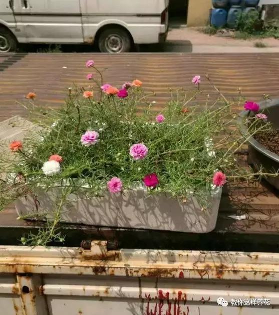 1个小窍门,普通的太阳花也能养成万元盆景老桩,邻居纷纷来学!