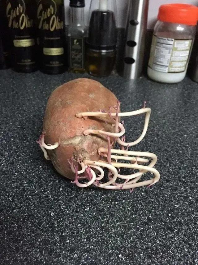 生物|土豆发芽有多恐怖!26张照片告诉你,它才是这个星球最神奇生物