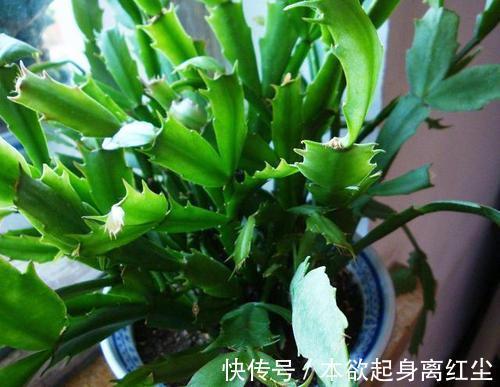 什么淘米水、黄豆水都不如2种肥，啥花都喜欢，养啥都爆盆！