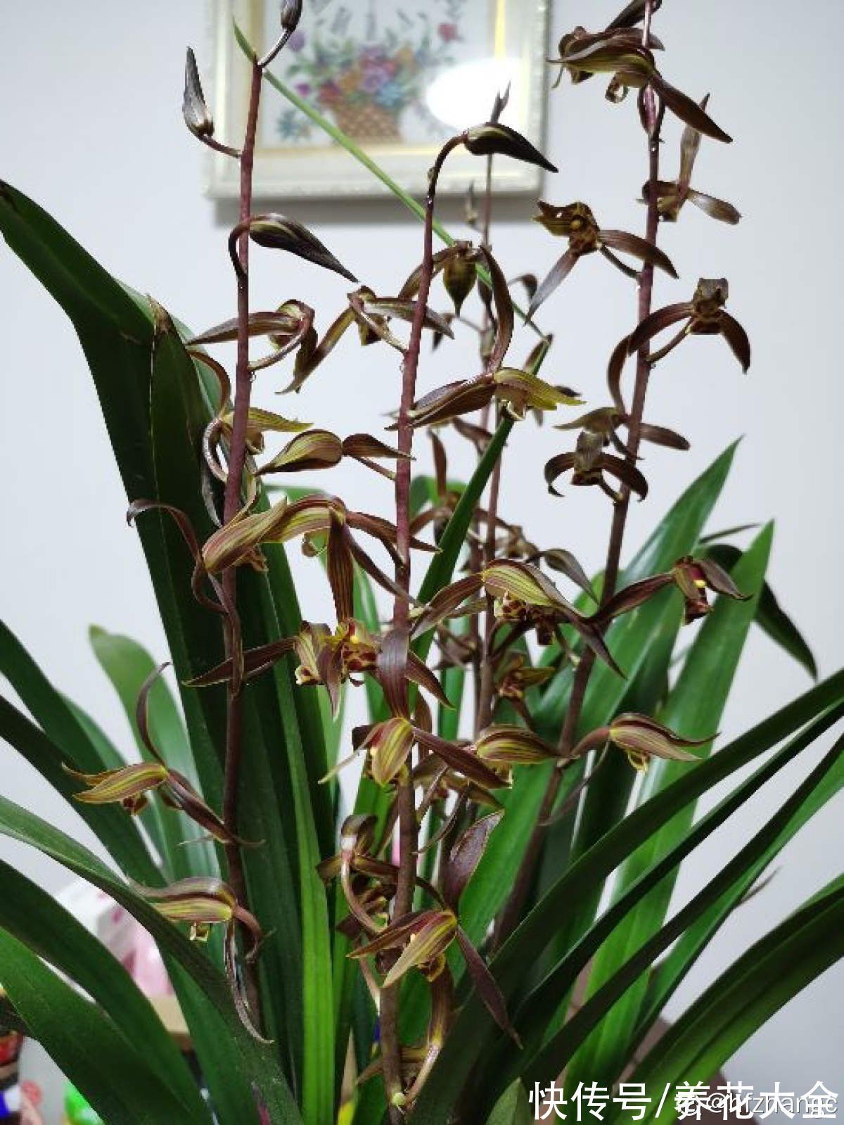 兰花|养花还有鄙视链?养普货兰花被嘲笑,爷爷气得不打一处来