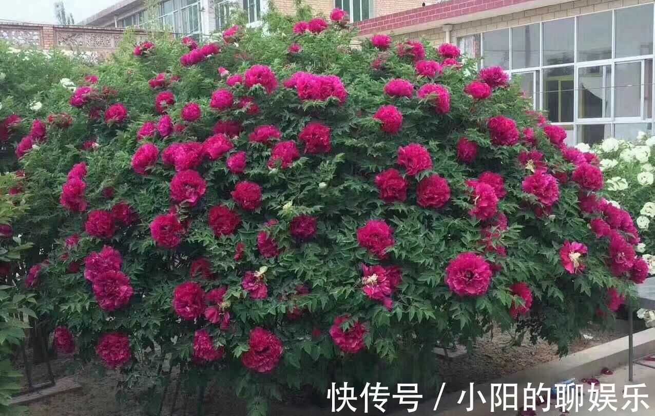 “寿命长”的11种花,好养寓意好,越养越值钱