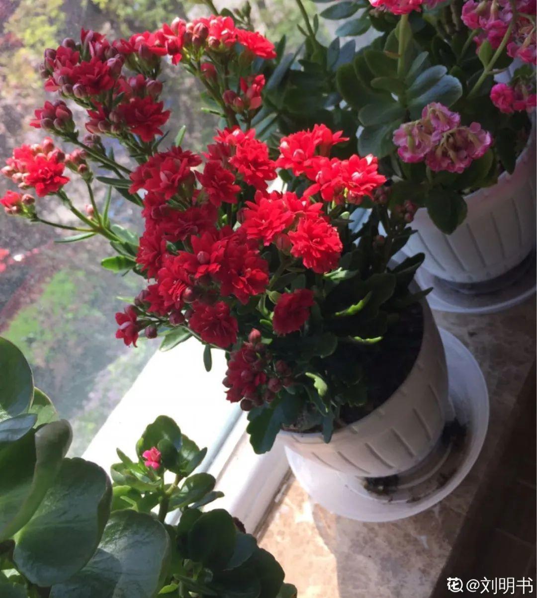 4种养花夺命水，秋天不要浇，一浇花就死！