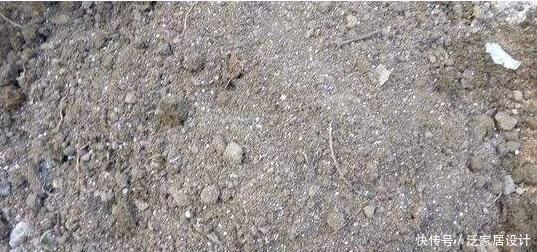 杜鹃|杜鹃、茶花、栀子花总也养不好,原来问题出在这