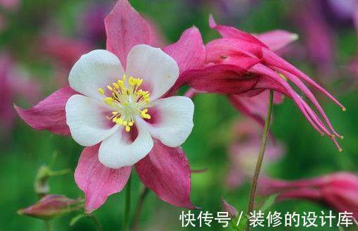 小花|农历8月6日过后，家养4种“小花”，花开芳香四溢，形态优雅精致