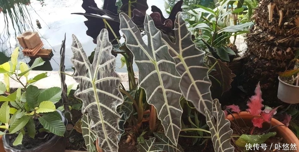 天生“体阴”的6种花,晒太阳易黄叶,阴一点反而长得绿油油!