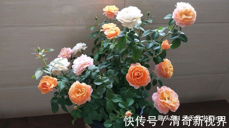 火炼|喜欢养菊花，就养盆“珍稀名品”，花开“火炼真金”，如鸳鸯戏水