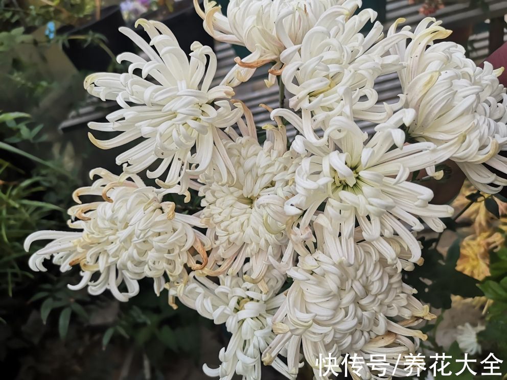明明是传统名花,婆婆却极力反对养,说是太晦气
