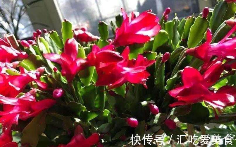 厨房里的1种粉末，兑水来浇花，轻松搞定养花常见的4大问题