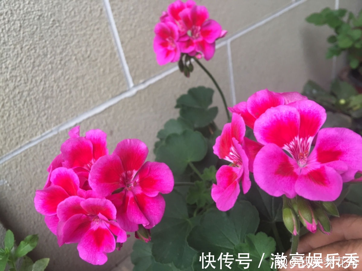 新芽|3种花马上要“醒了”,抓住时机养护,秋天呼呼冒新芽