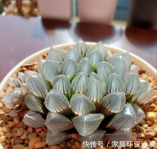 这三多肉是公认的爆崽小能手，光线差也易爆小崽，独苗养成小老桩