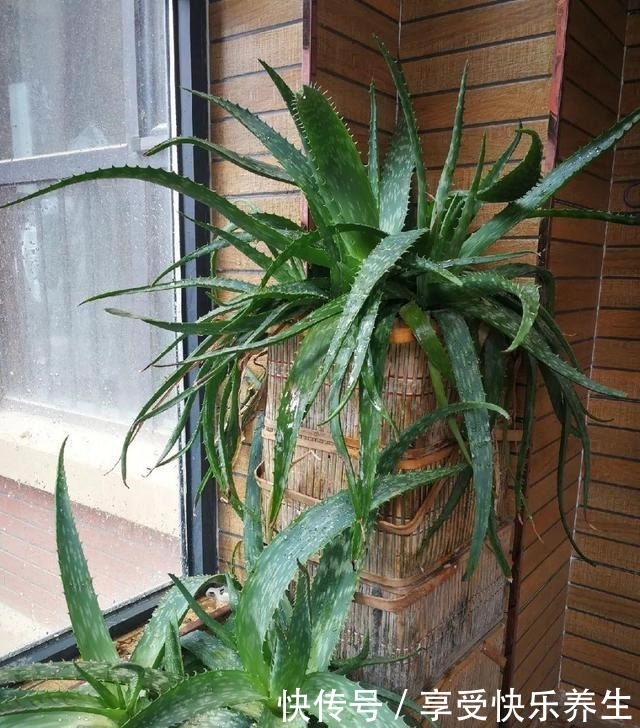 8种镇宅花,窗户边养一棵,霸气又镇宅!