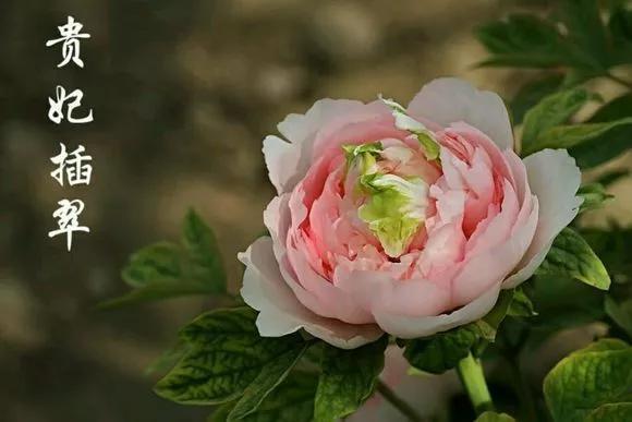喜欢牡丹花，却一不小心买到芍药！附牡丹花品种图鉴大全