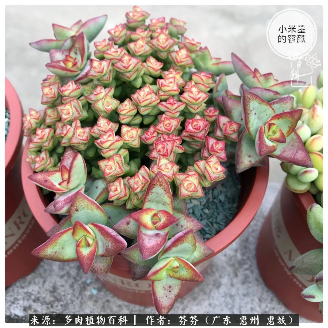 养花|一种爱好就是一种境界,养花养多肉可以培养一个人的心境!