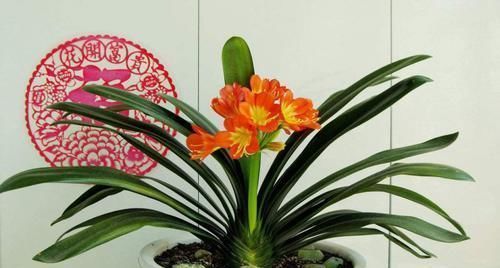 君子兰|君子兰养不好,关键是不知道几个技巧,不然分分钟开到爆!