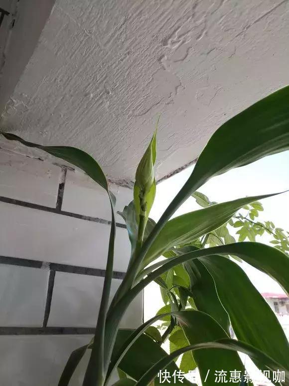 4种花有灵性，平时难开花，一有好事就开花！