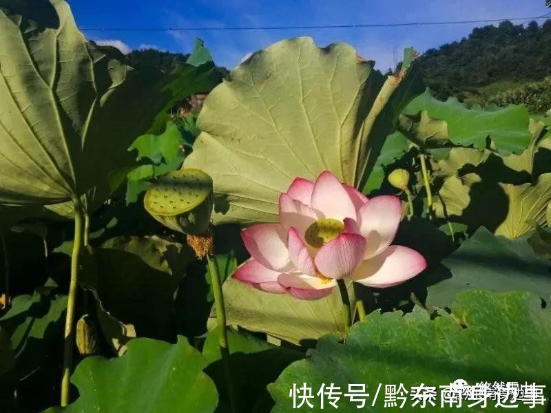 苗寨|戳进来！带你领略雷山苗寨的“春夏秋冬”