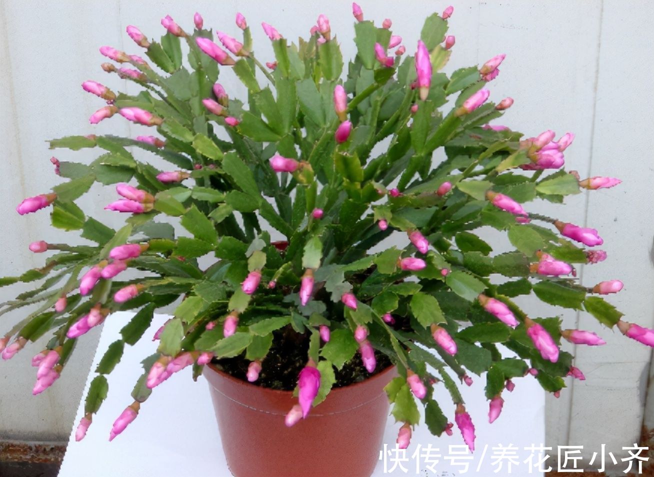 买到带花蟹爪兰，“换盆、假植、套盆”三种操作，只有一种是对的