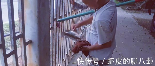 越南|在中国境内钓越南鱼,广西东兴俩男子玩出了新花样,神一样的存在