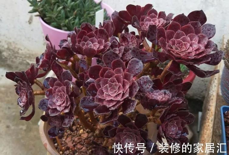 养护|养多肉黑法师,将注意力集中在这3点,盆栽长得格外精神