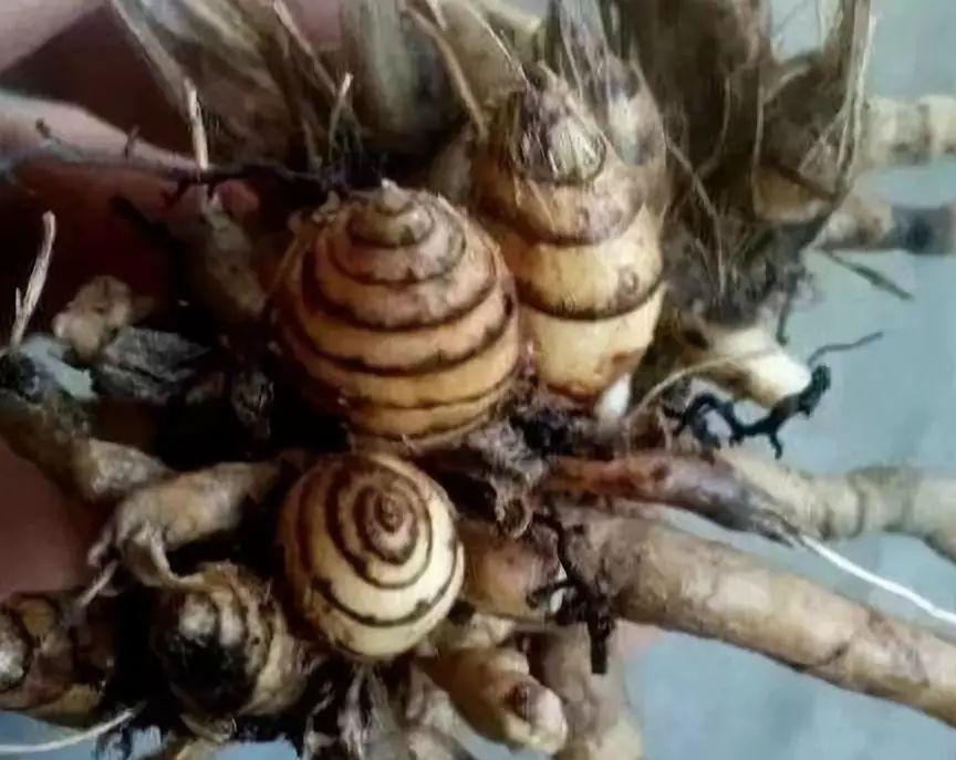 拿它一捂，长寿蟹爪兰嗖嗖冒花苞，多肉呼呼胖三圈