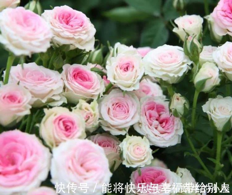 大岩桐|4种花养家里，多姿多彩、美轮美奂，从年头“香”到年尾