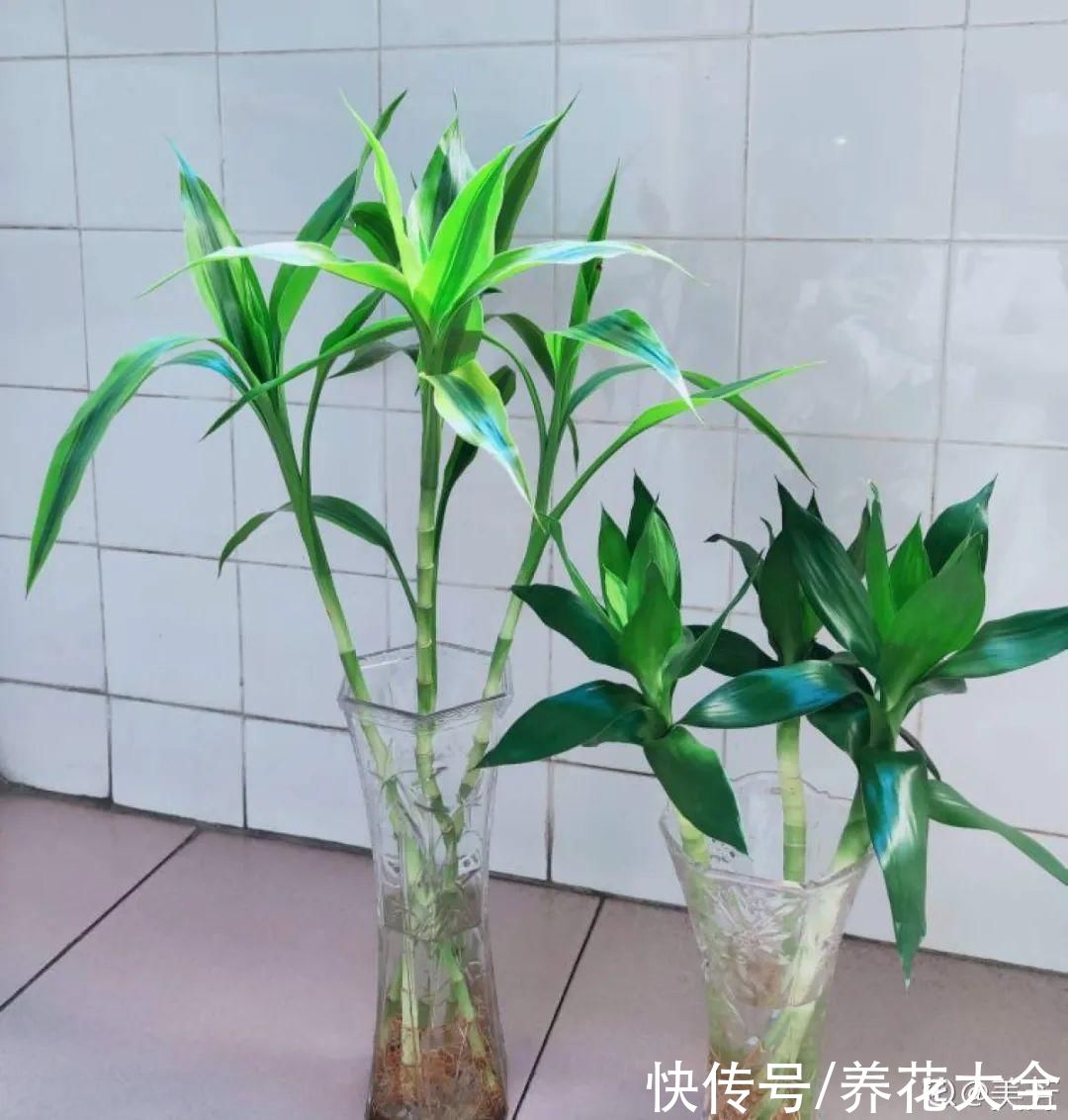 夏天怕晒的花，赶紧搬到阴凉地儿，再晒成枯杆了