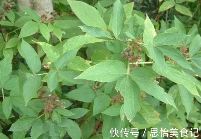 植物|农村几种植物太强大,治风湿,腰腿痛,铁打损伤,应该了解下