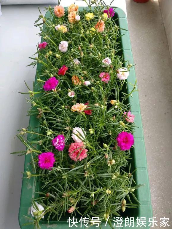 5种花快扦插,生根超快,1周长出大白根,新手也能插得活