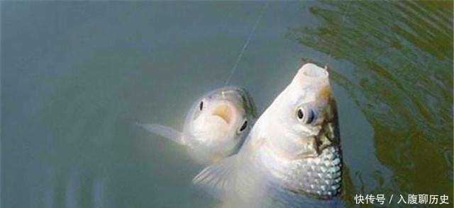 全是|小鱼闹窝就不钓了记牢老钓友这“妙招”,上钩的全是大鱼,莫忽视
