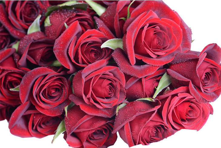 喜欢菊花,那就养“精品玫瑰”黑魔术,如凤凰涅槃,艳丽多姿!