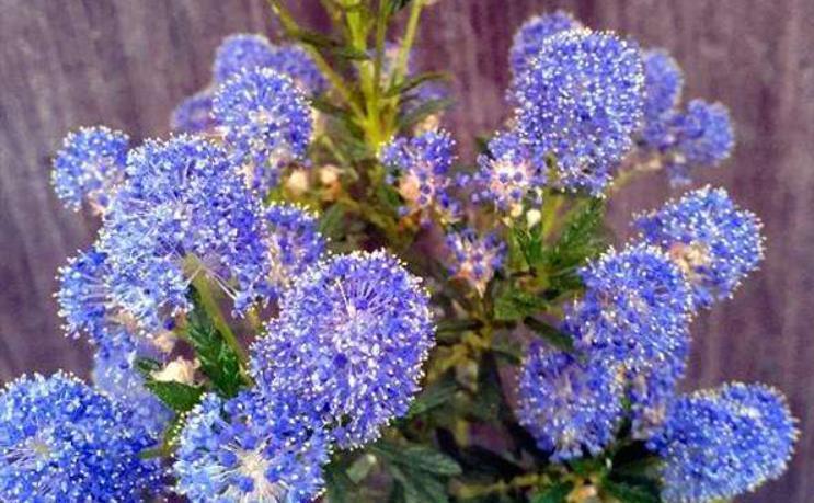 关键|一种灌木比绣球花量大,不调色都能开出蓝色花,关键是耐寒!