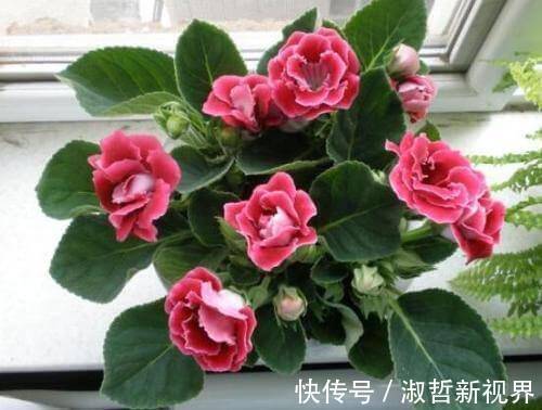 叶子|这“2种花”，摘1片叶子就能插活，花美叶绿，一盆种出20棵