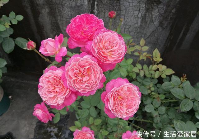 一款很“仙”的盆栽花卉，花朵又香又美，四季都开花，阳台也能养