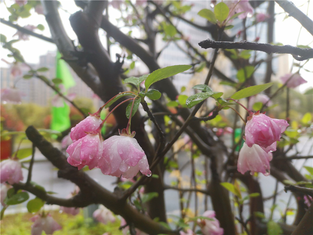 老年|美丽吉安:海棠花开 春色这边独好