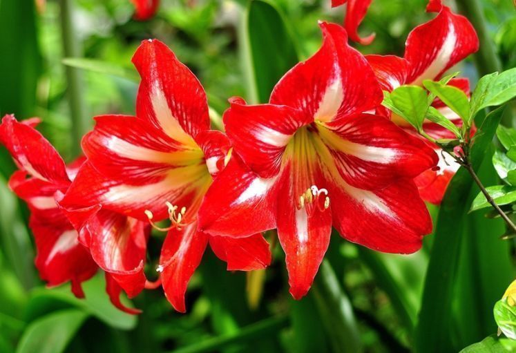 世上公认最美的几种花,谁见了都喜欢,家里养一盆,招财又纳福