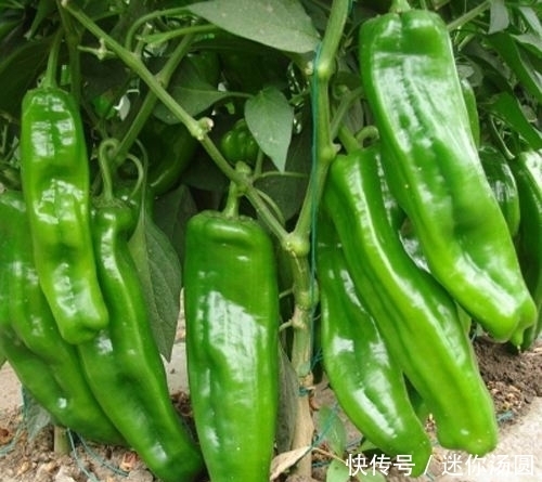 细腰|十个女人九个胖,青椒配上此物每天吃两口,细腰减小腹,轻松减重