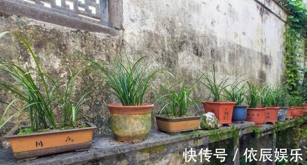 养好兰花和君子兰的四个命门，你做对了吗？看后定有收获