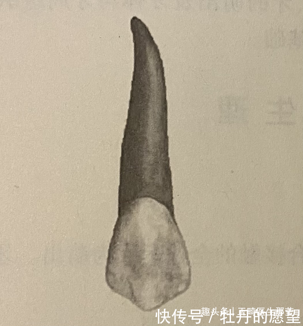 各司其职的牙齿