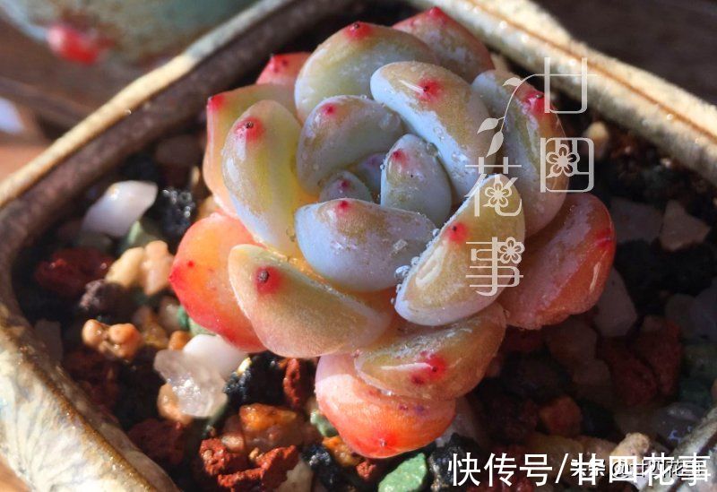 多肉只上色不长个？6点做到位，合理控水根系壮，轻松变成美胖子