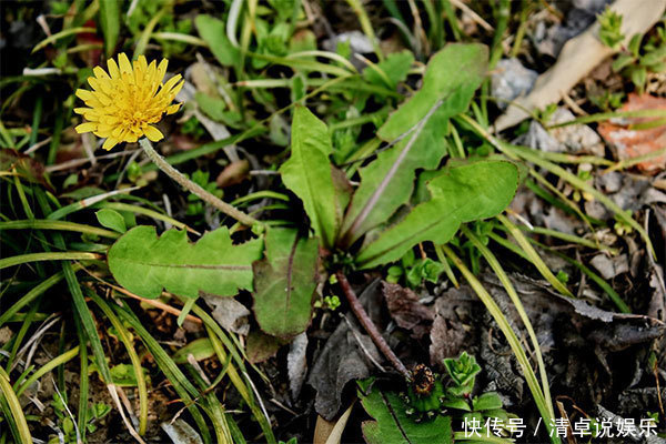 三九|春季常吃蒲公英，祛濕降火，牢記幾種食療方，有助預防疾病