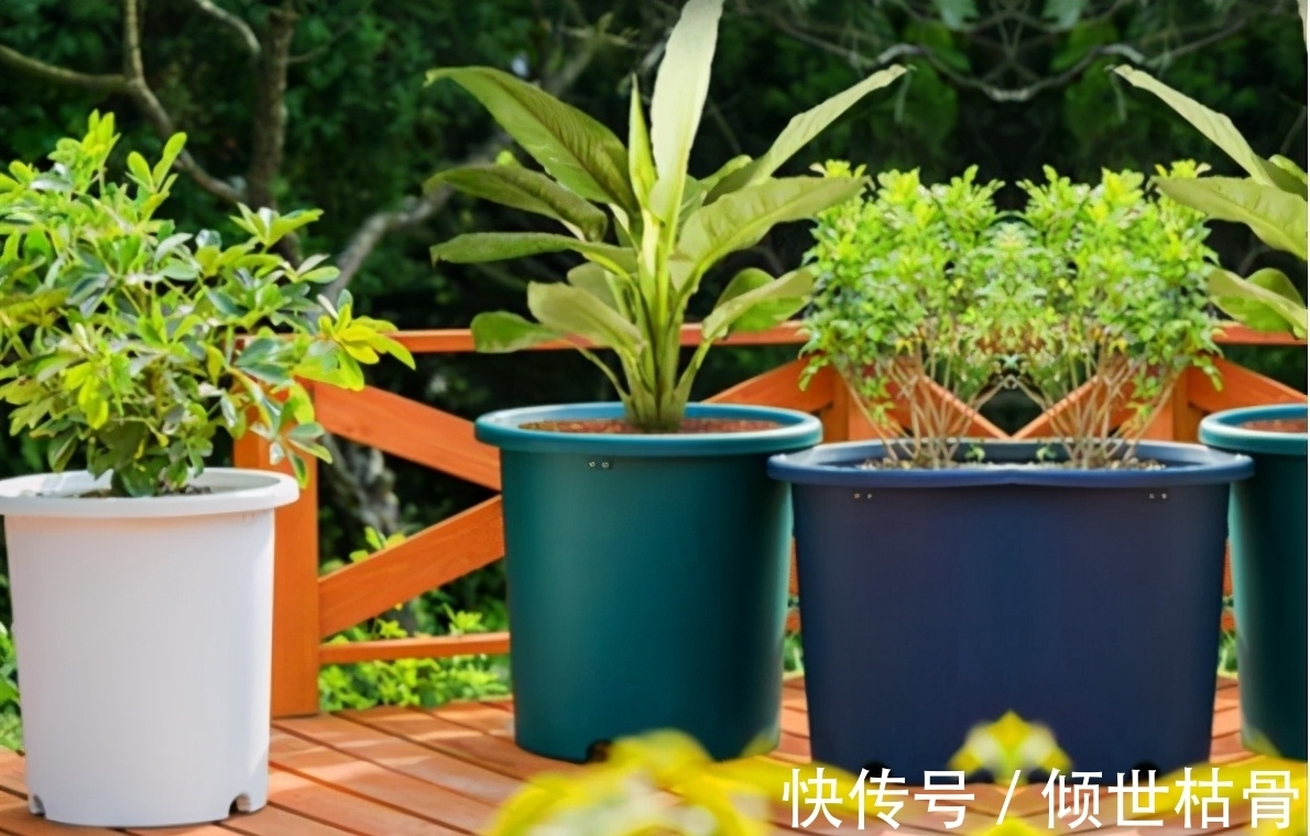 植物|用对方法养花很关键！植物上盆前“掺”它们，土壤就不会结块