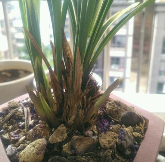 盆栽|盆栽兰花难养护摸清4个管理要点,让你越养越上瘾,再不嫌烦