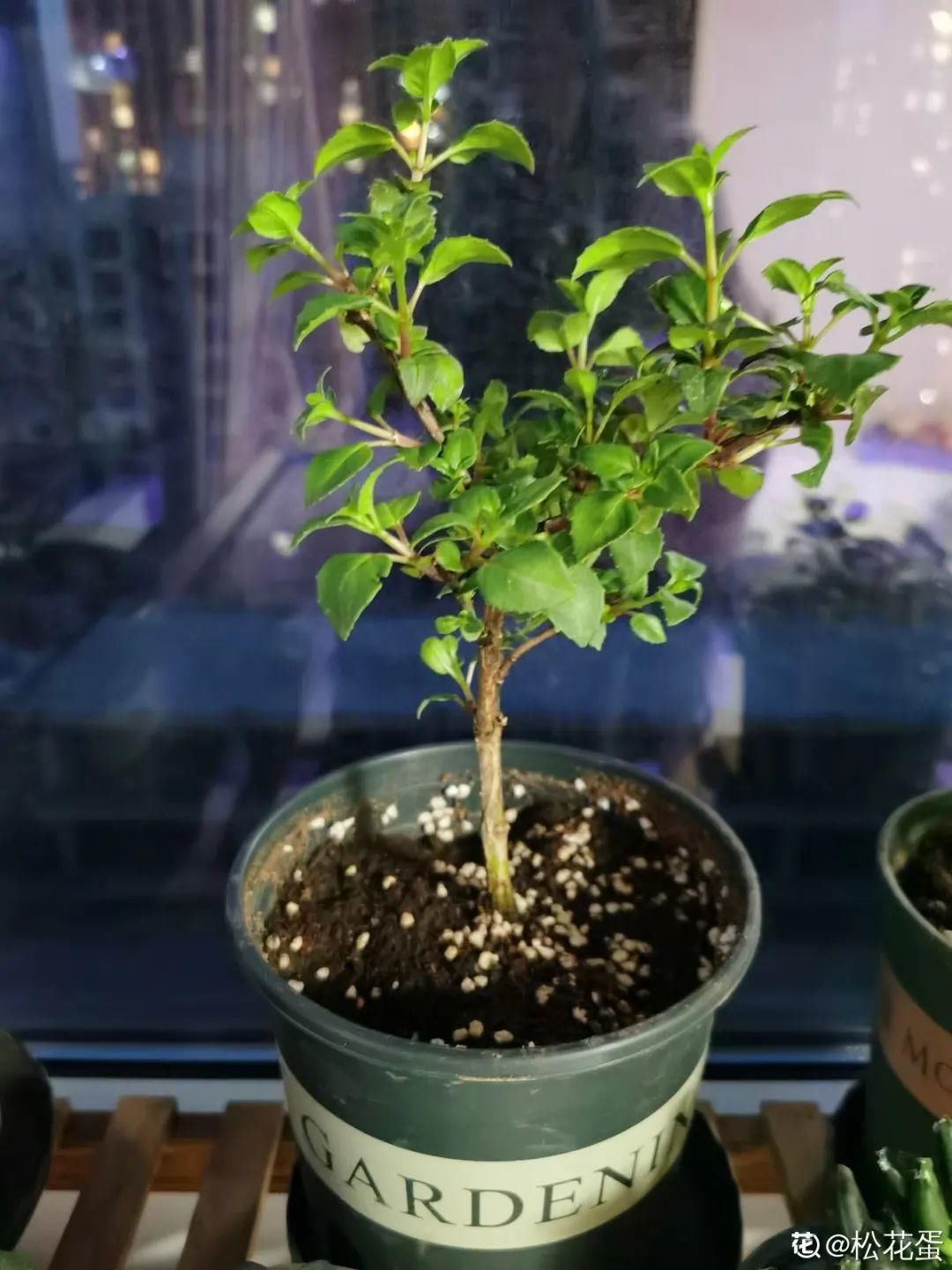 浇水|警惕秋老虎，别让你的花，度过夏天，却死在秋天